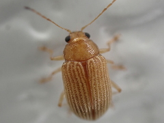 Colaspis brunnea