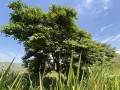 Cynophalla amplissima