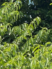 Cynophalla amplissima