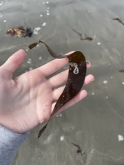 Laminaria setchellii