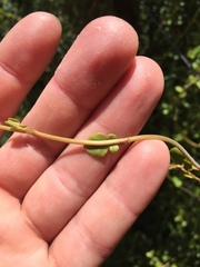 Muehlenbeckia complexa grandifolia