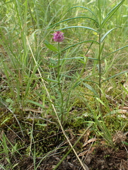 Polygala cruciata