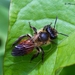 Bryony Mining Bee - Photo (c) Marcello Consolo, some rights reserved (CC BY-NC-SA)