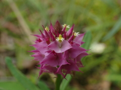 Polygala cruciata