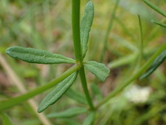 Polygala cruciata