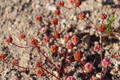 Eriogonum nortonii