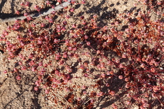 Eriogonum nortonii