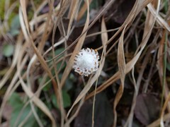 Antennaria solitaria