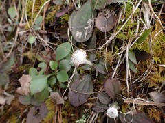 Antennaria solitaria
