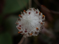 Antennaria solitaria