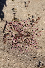 Eriogonum nortonii