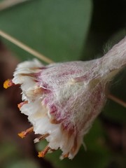 Antennaria solitaria