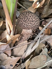 Strobilomyces strobilaceus image