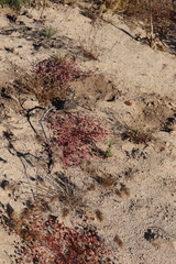 Eriogonum nortonii
