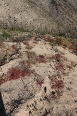 Eriogonum nortonii