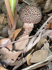 Strobilomyces strobilaceus image