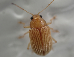 Colaspis brunnea