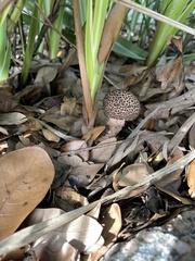 Strobilomyces strobilaceus image