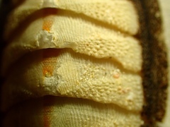 Ischnochiton contractus