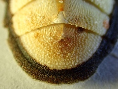 Ischnochiton contractus