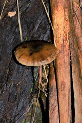 Kuehneromyces brunneoalbescens