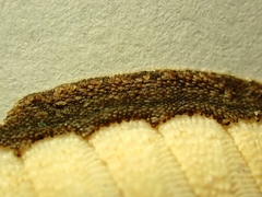 Ischnochiton contractus