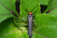 Gnamptonychia ventralis