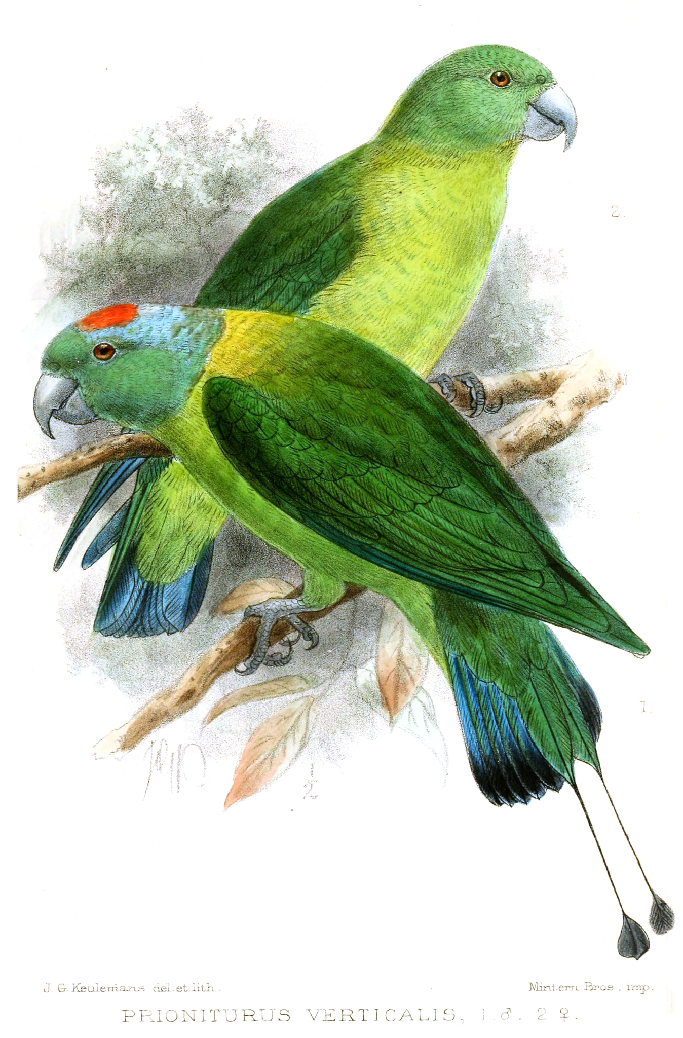 Blue-winged Racquet-tail illustration