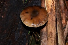 Kuehneromyces brunneoalbescens