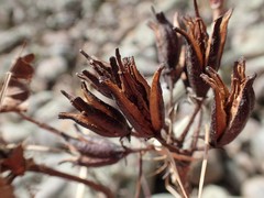 Rhododendron arborescens