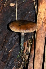 Kuehneromyces brunneoalbescens