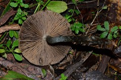 Kuehneromyces brunneoalbescens