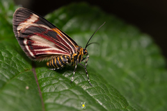 Eutrepsia haemataria