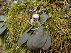 Antennaria solitaria