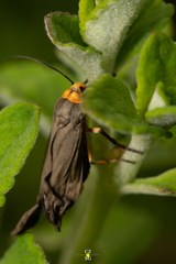 Gnamptonychia ventralis