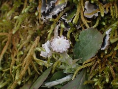 Antennaria solitaria