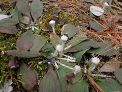 Antennaria solitaria