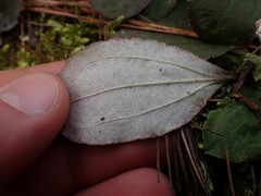 Antennaria solitaria