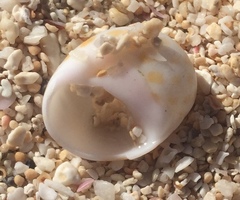 Tectonatica violacea