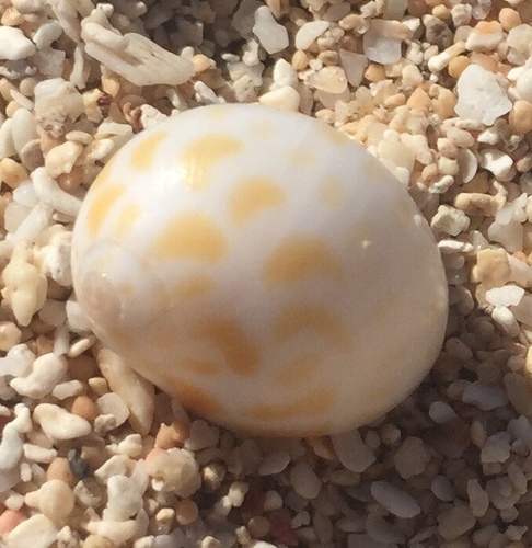 Tectonatica violacea observed 2021-07-05