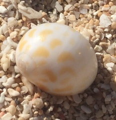 Tectonatica violacea