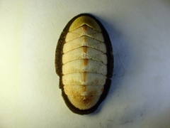 Ischnochiton contractus