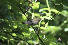 Setophaga caerulescens