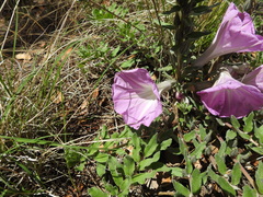 Ipomoea lenis