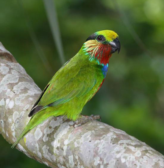 Edwards's Fig-Parrot illustration