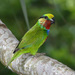 Psittaculirostris edwardsii - Photo (c) http://www.birdphotos.com, algunos derechos reservados (CC BY)