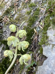 Pyrola chlorantha