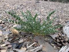 Astragalus oophorus