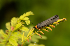 Gnamptonychia ventralis