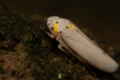 Graphocephala marathonensis